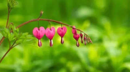 DIY Garden Projects