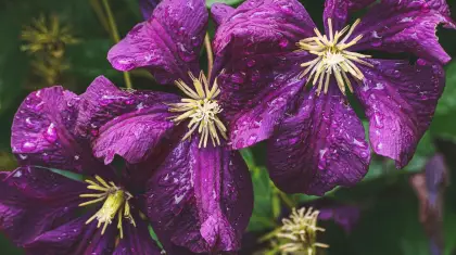 Perennial Favorites