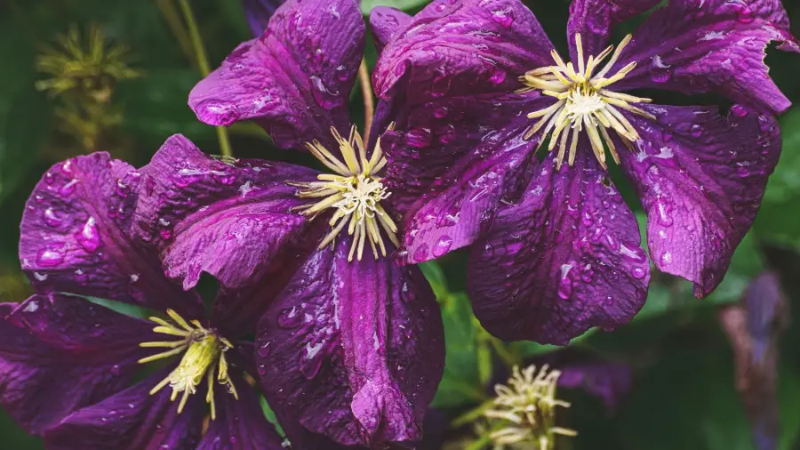 Perennial Favorites