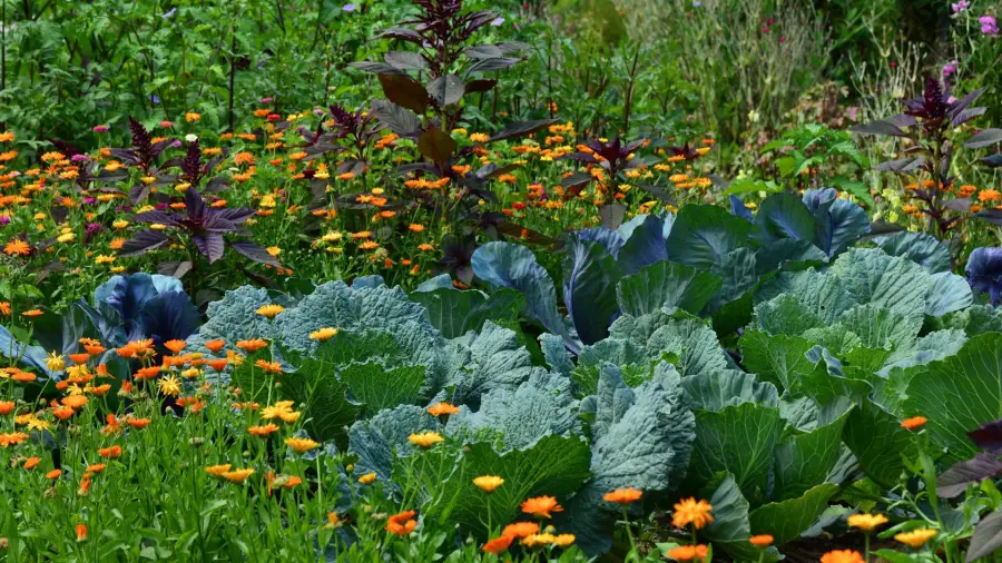 Start Your Own Herb Garden