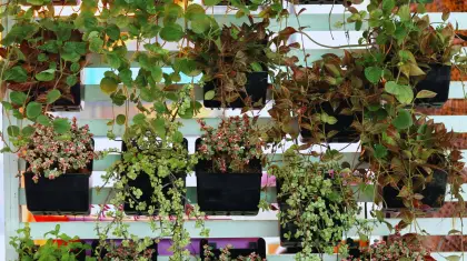 Vertical Gardening