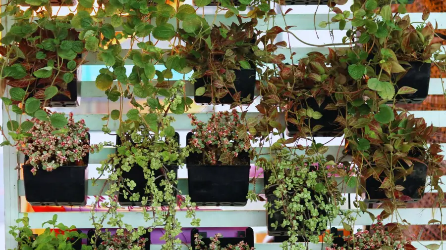 Vertical Gardening