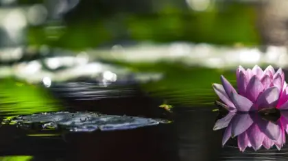 Water-Wise-Gardening