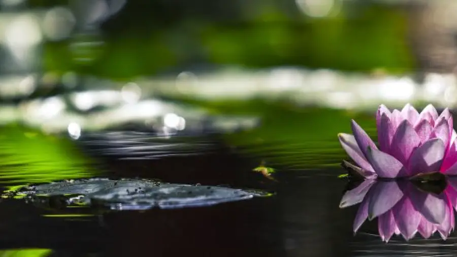 Water-Wise-Gardening