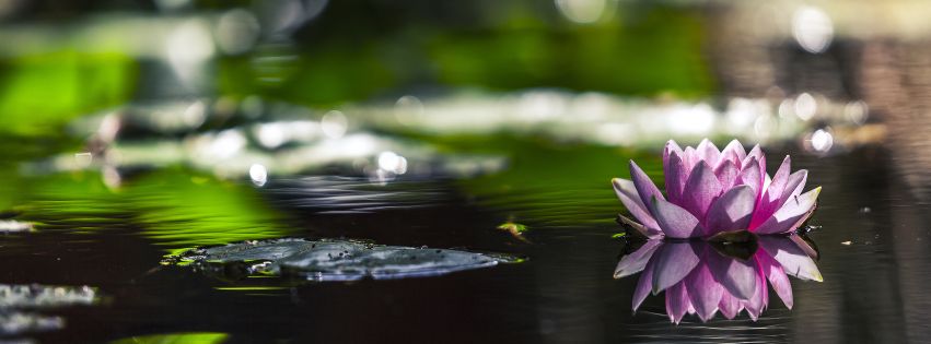 Water-Wise-Gardening