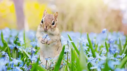Wildlife-Friendly Garden