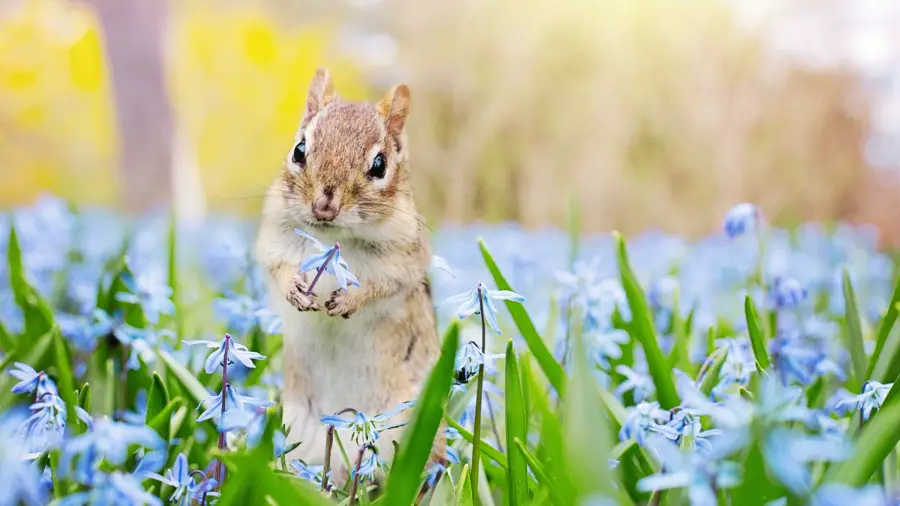 Wildlife-Friendly Garden