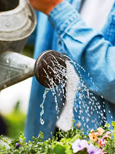 Should You Water Garden in Morning Or Evening