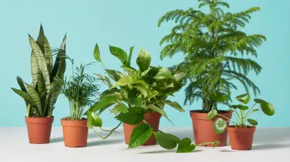 "Top 10 Low-Maintenance Plants for Busy Gardeners"