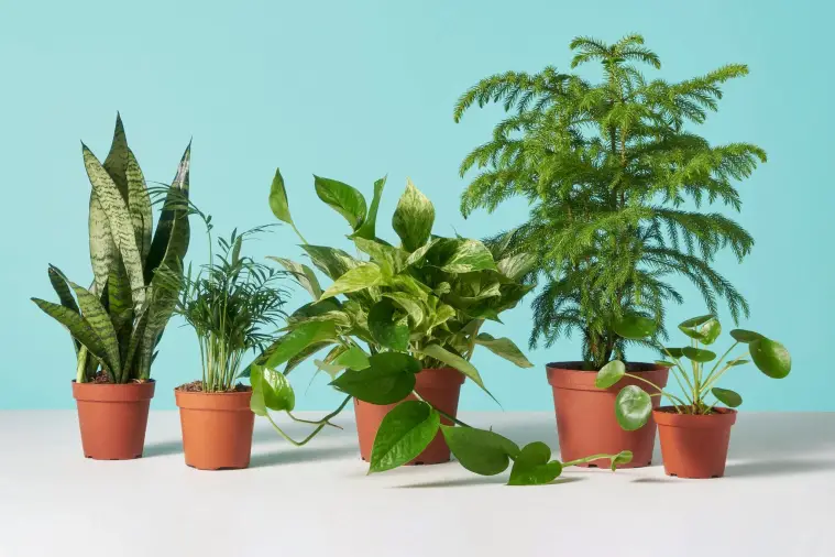 "Top 10 Low-Maintenance Plants for Busy Gardeners"