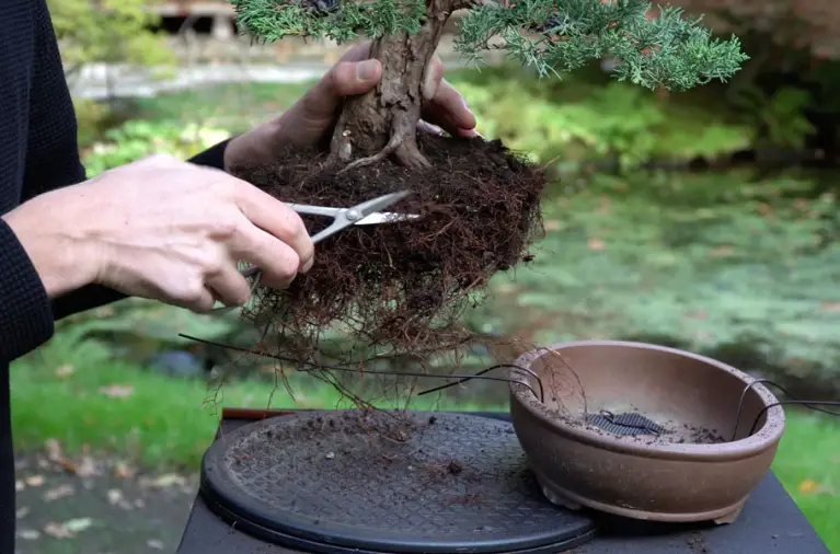 When to Repot Juniper Bonsai