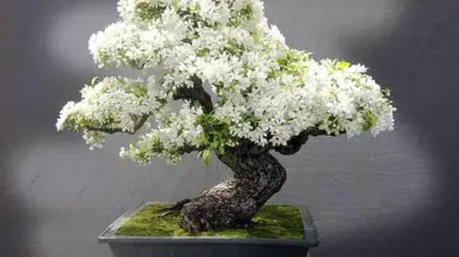 Which Bonsai Tree Grows Little White Flowers