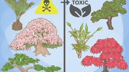 Which Bonsai Trees are Not Poisonous to Cats