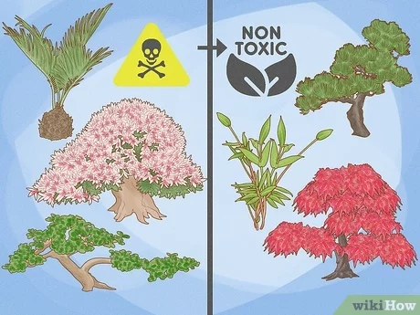 Which Bonsai Trees are Not Poisonous to Cats