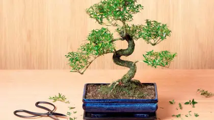 Which Bonsai Trees Can Be Grown Indoors