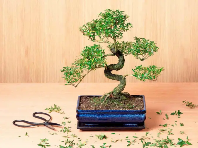 Which Bonsai Trees Can Be Grown Indoors