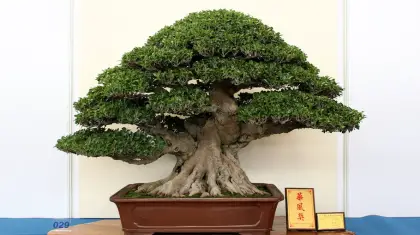 Which Ficus is Best for Bonsai