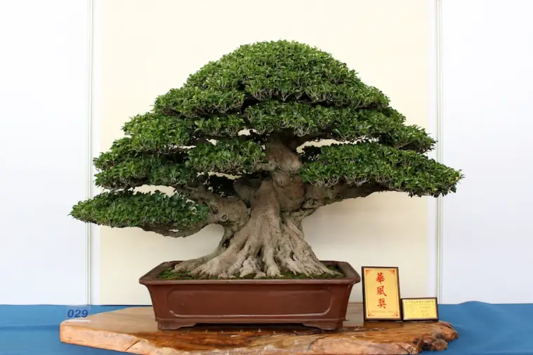 Which Ficus is Best for Bonsai