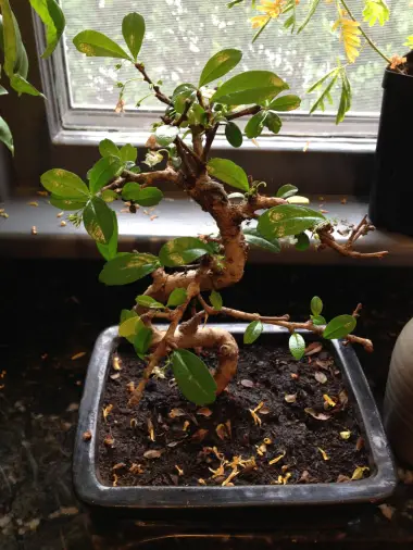 Why are the Leaves Falling off My Bonsai Tree