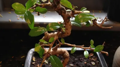 Why are the Leaves Falling off My Bonsai Tree