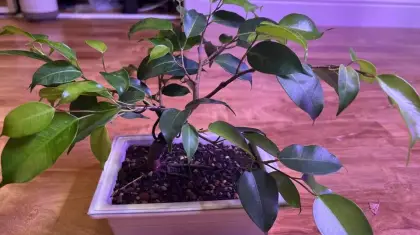 Why Bonsai is Great for Mental Health