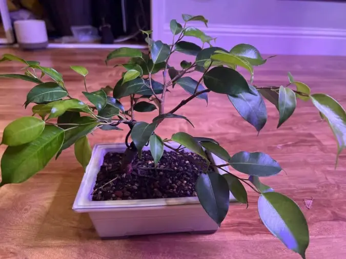Why Bonsai is Great for Mental Health