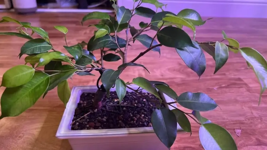 Why Bonsai is Great for Mental Health