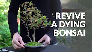 Why is My Bonsai Dying
