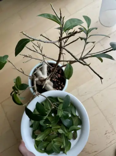 Why is My Bonsai Losing Leaves