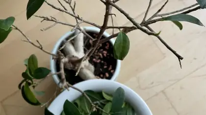 Why is My Bonsai Losing Leaves