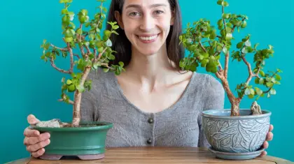 Will a Big Pot Make My Bonsai Tree Grow Fast